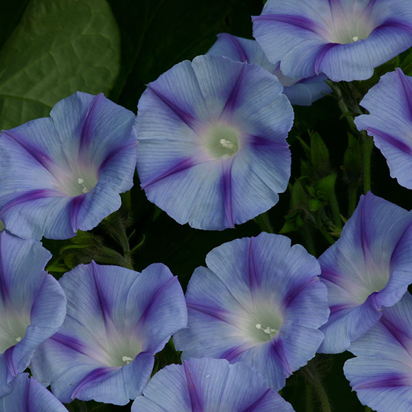 Flower Lazy Luxe Mixed Ipomoea purpurea Kings Seeds 60 Seed 