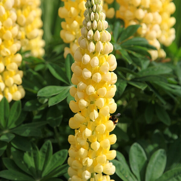 Lupin Russell Chandelier   Yellow