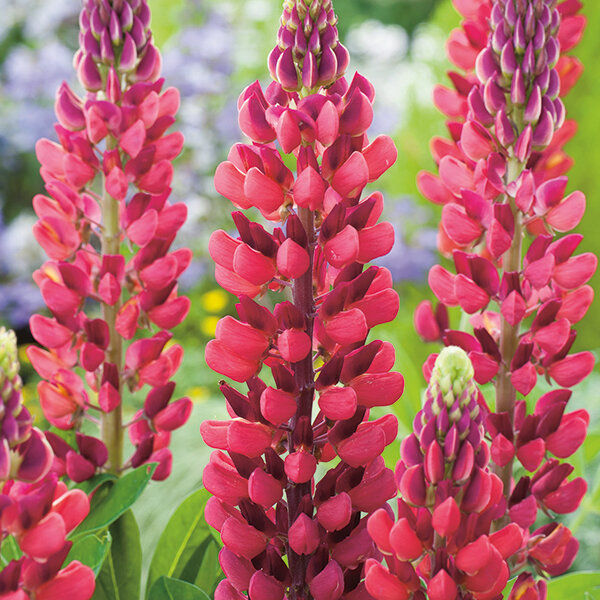 Lupin Russell My Castle   Brick Red