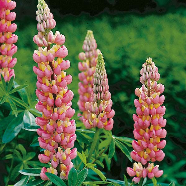 Lupin Russell The Chatelaine   Pink