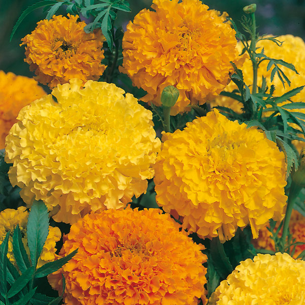 Kings Seeds Pictoral Pack 50 Seeds African Marigold Dune Mixed.