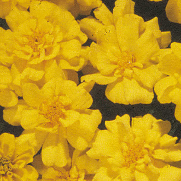 Marigold Safari Yellow