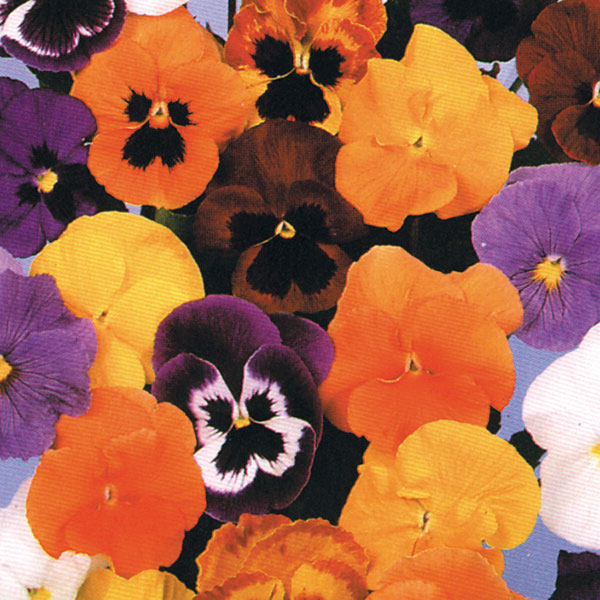 Pansy Forerunner Mixed