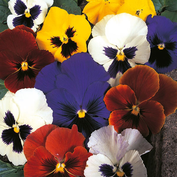 Pansy  Swiss Giant Blended mixture   made up of 9 colours
