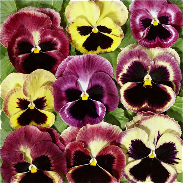 Pansy Summer Berries