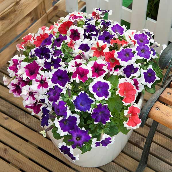 Flower Petunia Frost Mixed F1-100 Seeds Pictorial Packet Mr Fothergills 