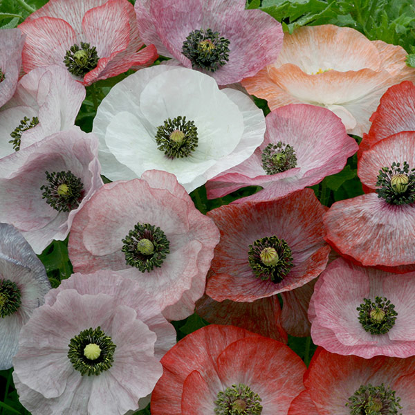 Papaver (Poppy) Mother Of Pearl