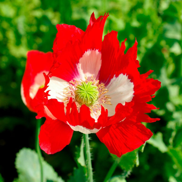 Papaver (Poppy Seeds) Victoria Cross