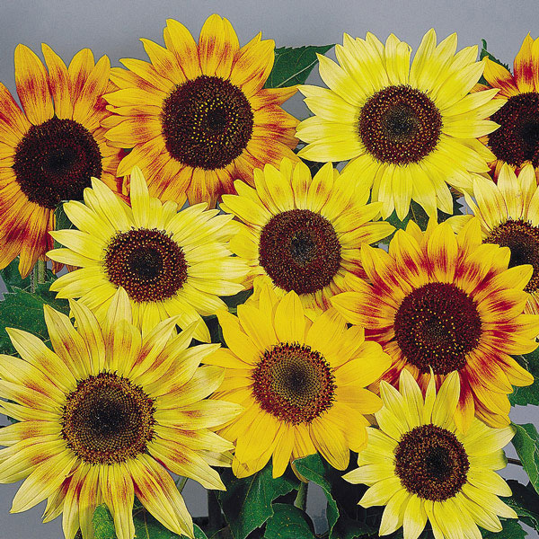 Sunflower Music Box Seeds