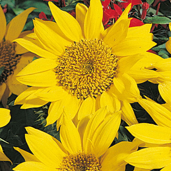 Sunflower Seeds Pacino Seeds