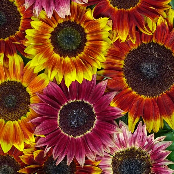 Sunflower Harlequin Mixed F1 Seeds