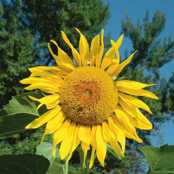 Sunflower Pikes Peak Seeds