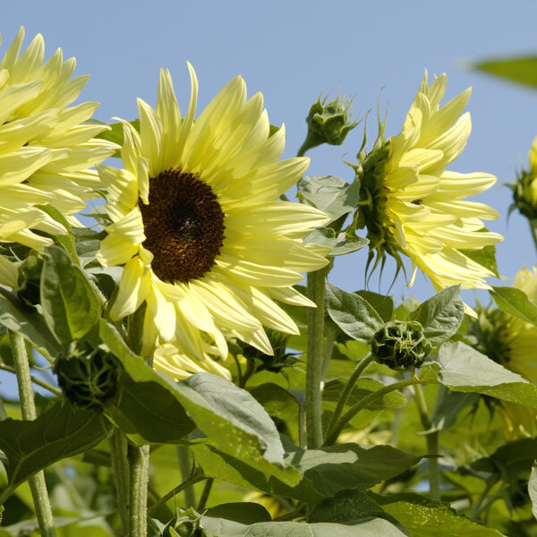 Sunflower Buttercream F1 Seeds