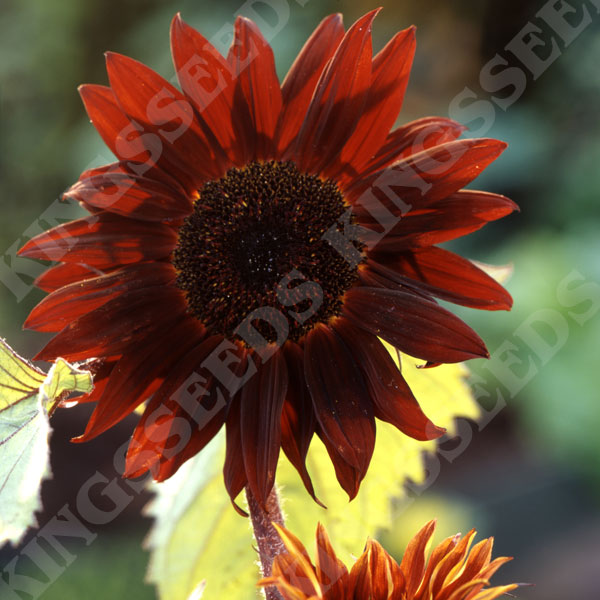 Sunflower Claret F1 Seeds