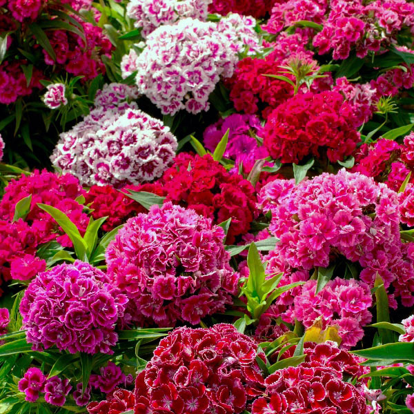 Sweet William Crown Double Mixed