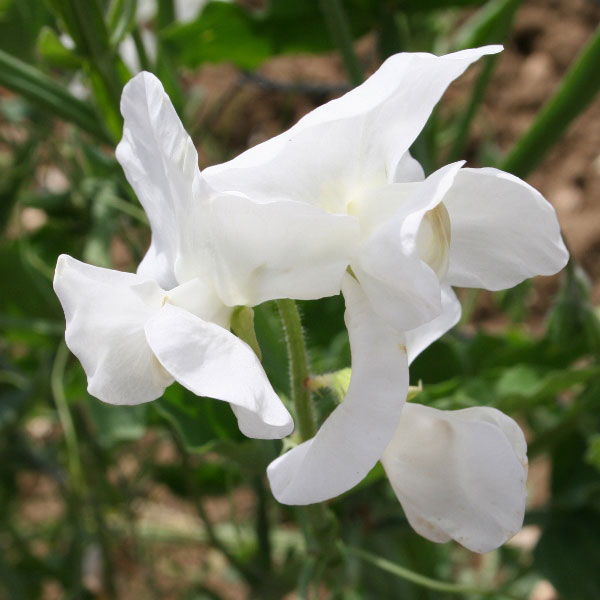 Sweet Pea White Ensign Seeds