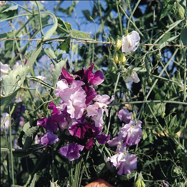 Sweet Pea Great Expectations