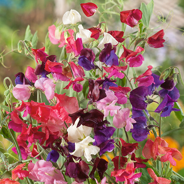 Sweet Pea Old Fashioned Seeds