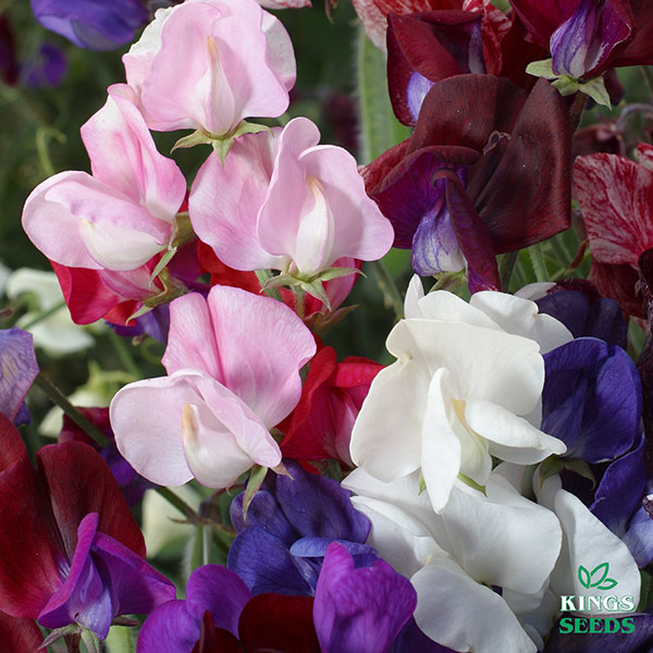 Sweet Pea Old Spice Mix Seeds