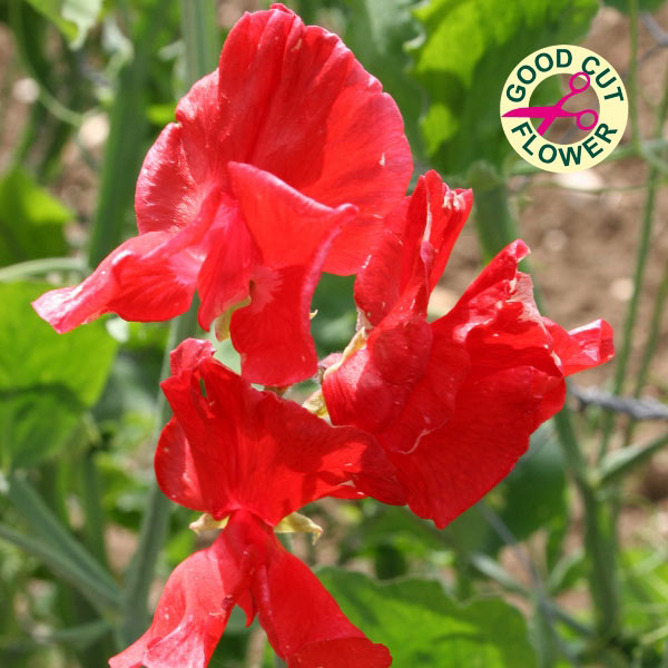 Sweet Pea Air Warden Seeds