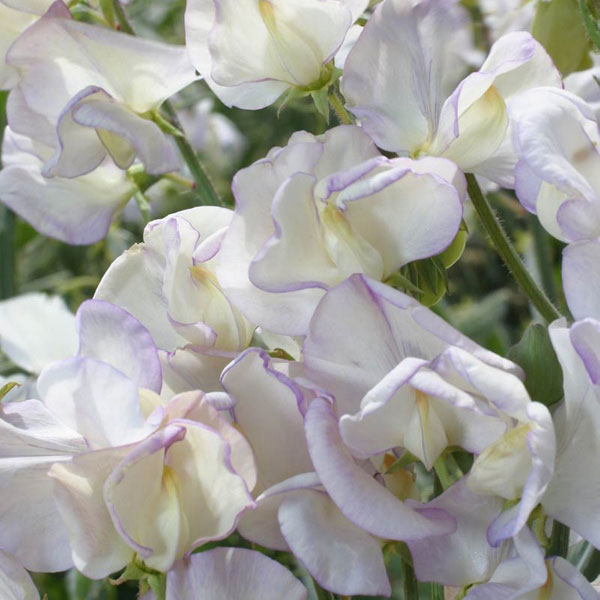Sweet Pea Kings High Scent