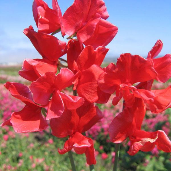 Sweet Pea Spencer Red Ensign