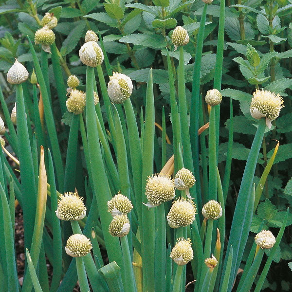 Herb Welsh Onion Perennial