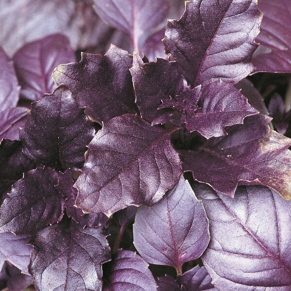 Herb Purple Basil   Annual