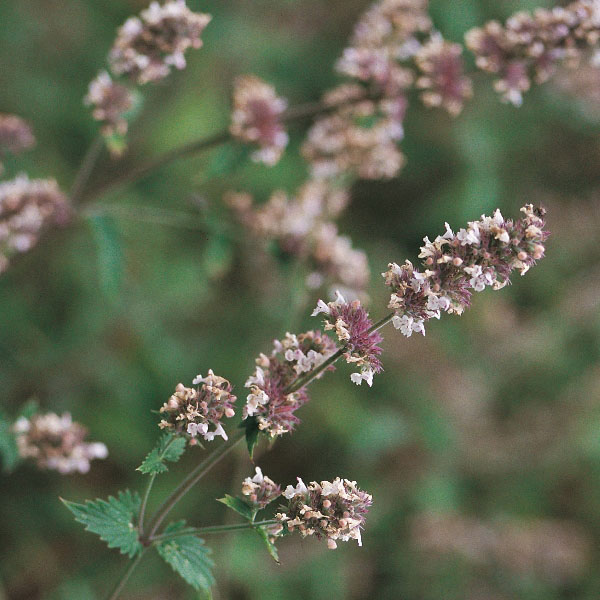 Herb Catnep   Perennial