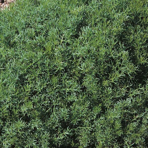 Herb Chamomile Lawn   Perennial