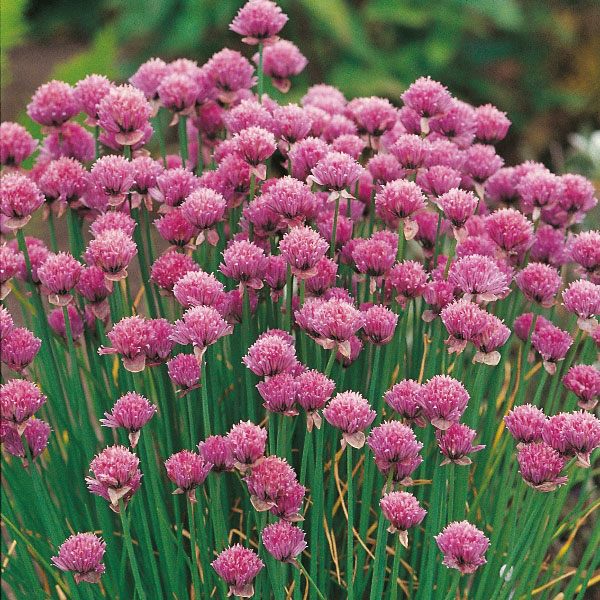 Chives   Perennial