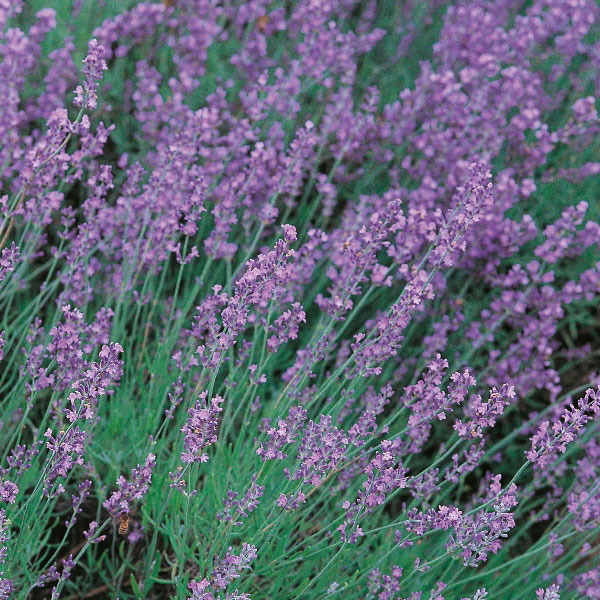 Herb Lavender Vera Seeds