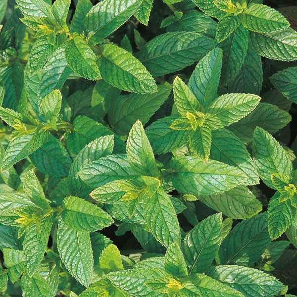 Herb Mint Green   Perennial