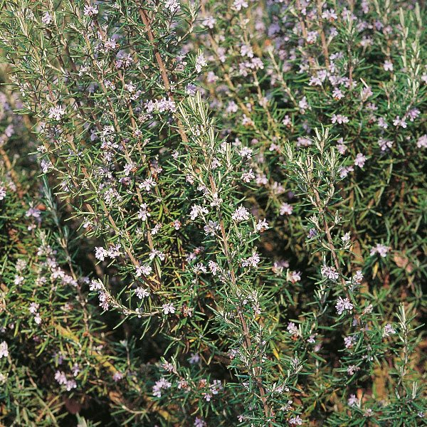 Herb Rosemary Seeds   Perennial