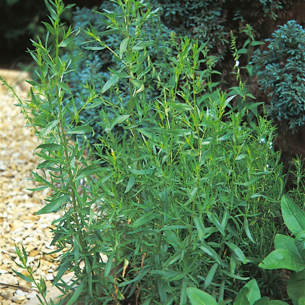 Herb Russian Tarragon   Perennial