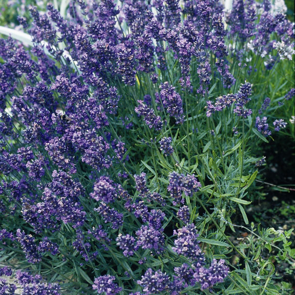 Herb Lavender Munstead Dwarf
