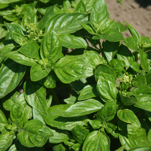 Herb British Basil Seeds