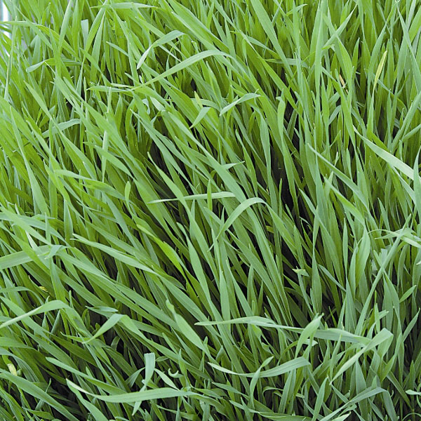 Green Manure   Rye Grazing   Pack for 6 sq.m