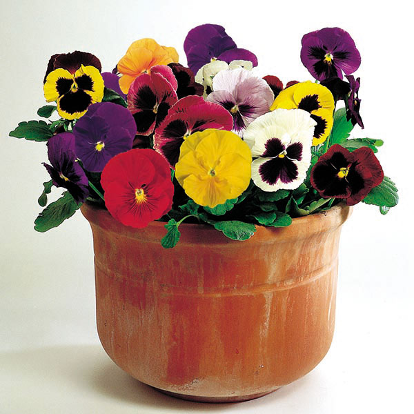 Pansy Kings Large Flower Mix