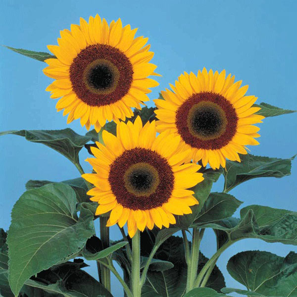 Sunflower Sunbright F1 Seeds