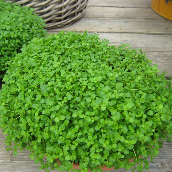 Mini Mint Seeds (Corsican Mint)   Perennial