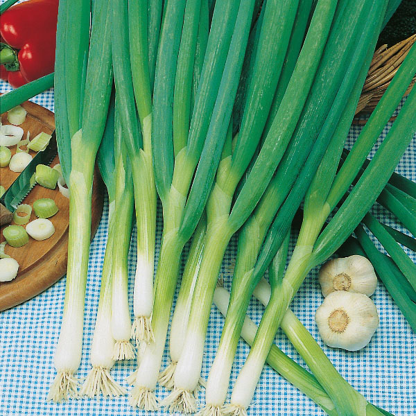Onion Long White Ishikura