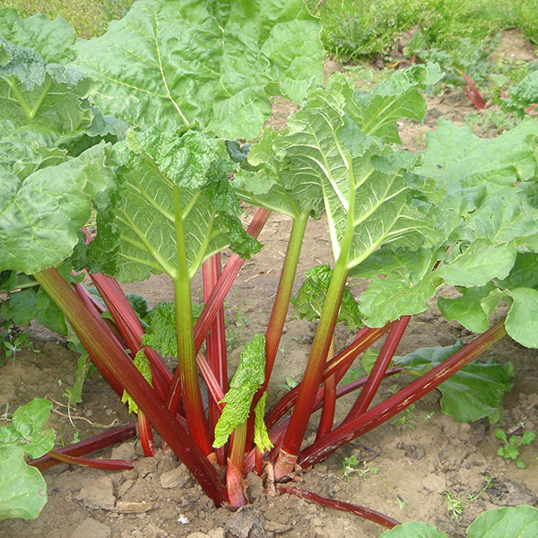 Rhubarb Timperley Early   3 Crowns   NOVEMBER DELIVERY