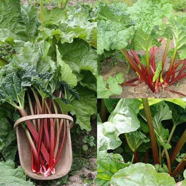 Rhubarb Mixed Collection   1 Crown each Timperley, Victoria,Fultons Strawberry Surprise
