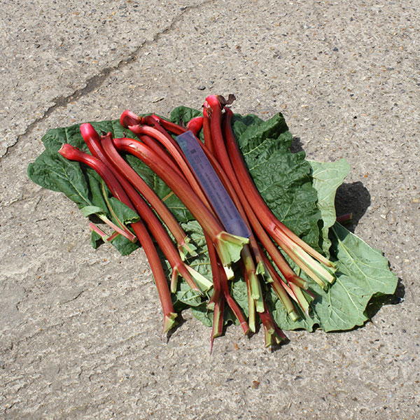 Rhubarb Fultons Strawberry Surprise 3 Crowns   NOVEMBER DELIVERY