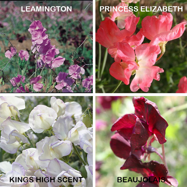 Sweet Pea Kings Fragrant Collection