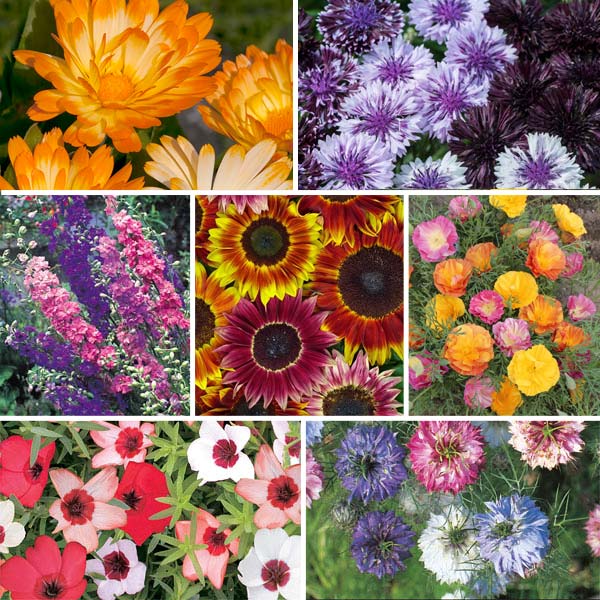 Easy Flower Garden Collection