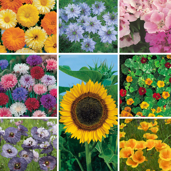 Easy To Sow   Grow Annuals Collection