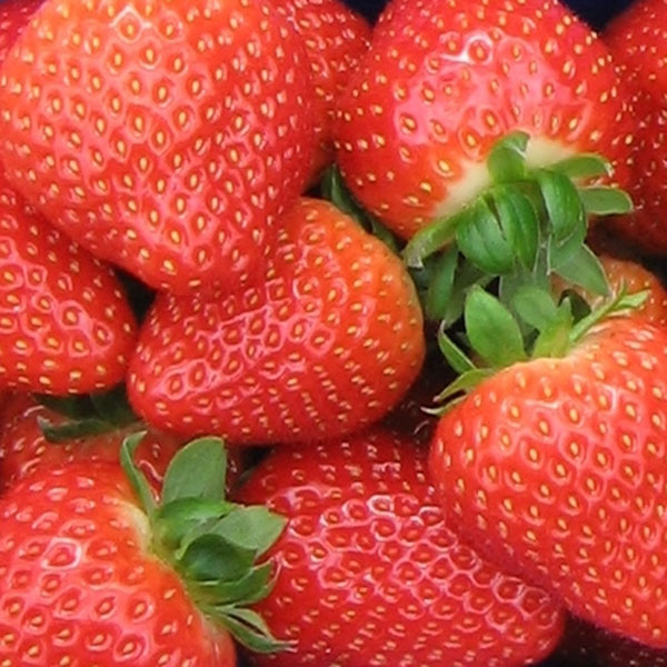 Strawberries Sonata   Mid Season   MARCH DELIVERY
