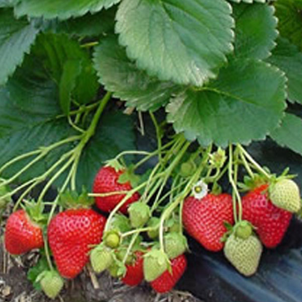 Strawberries Flamenco   12 Plants   MARCH DELIVERY